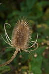 Teasel